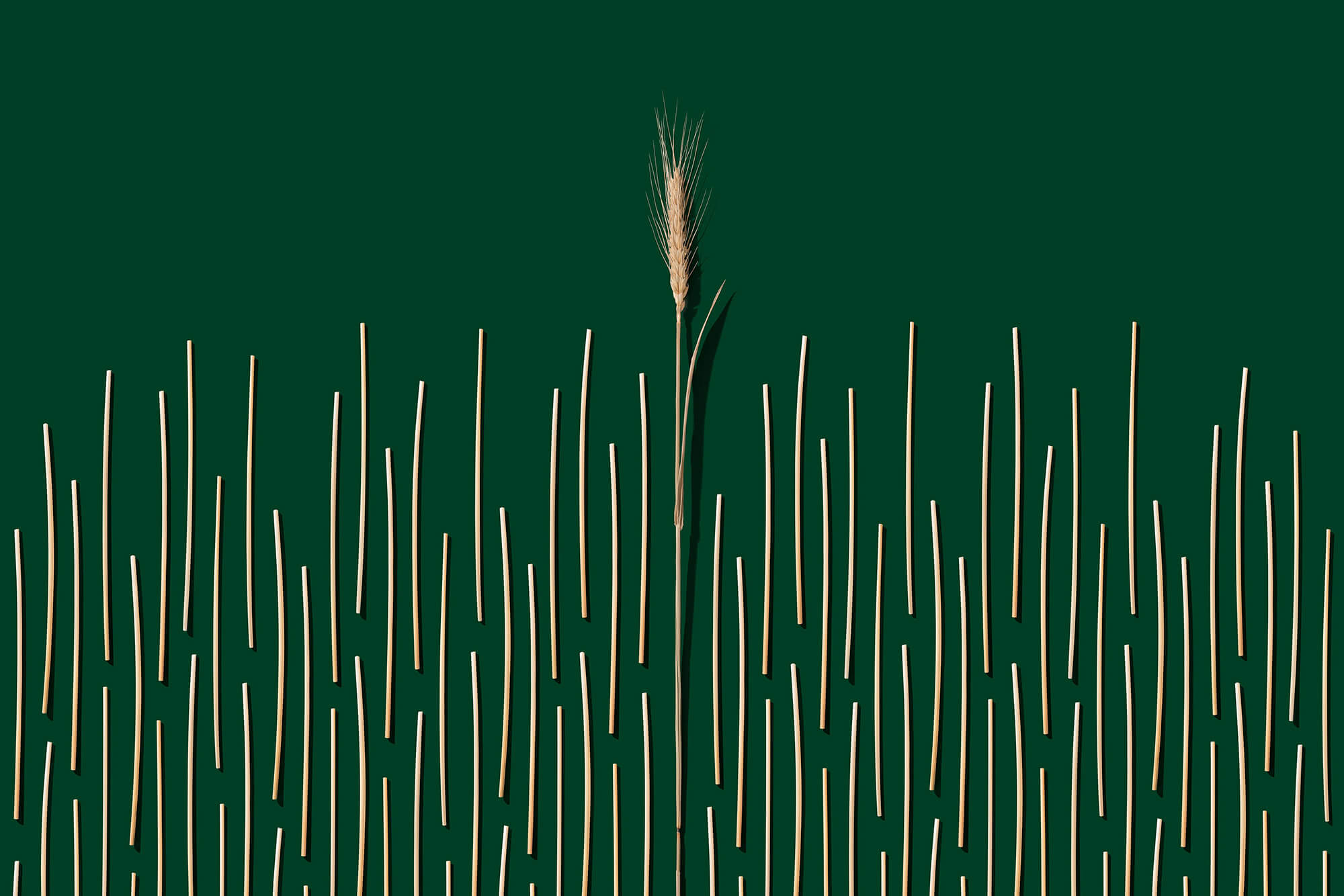 biodegradable-organic-drinking-straws-made-of-wheat-straws-on-dark-green-background-environmental-conservation-zero-waste-and-upcycling-concept