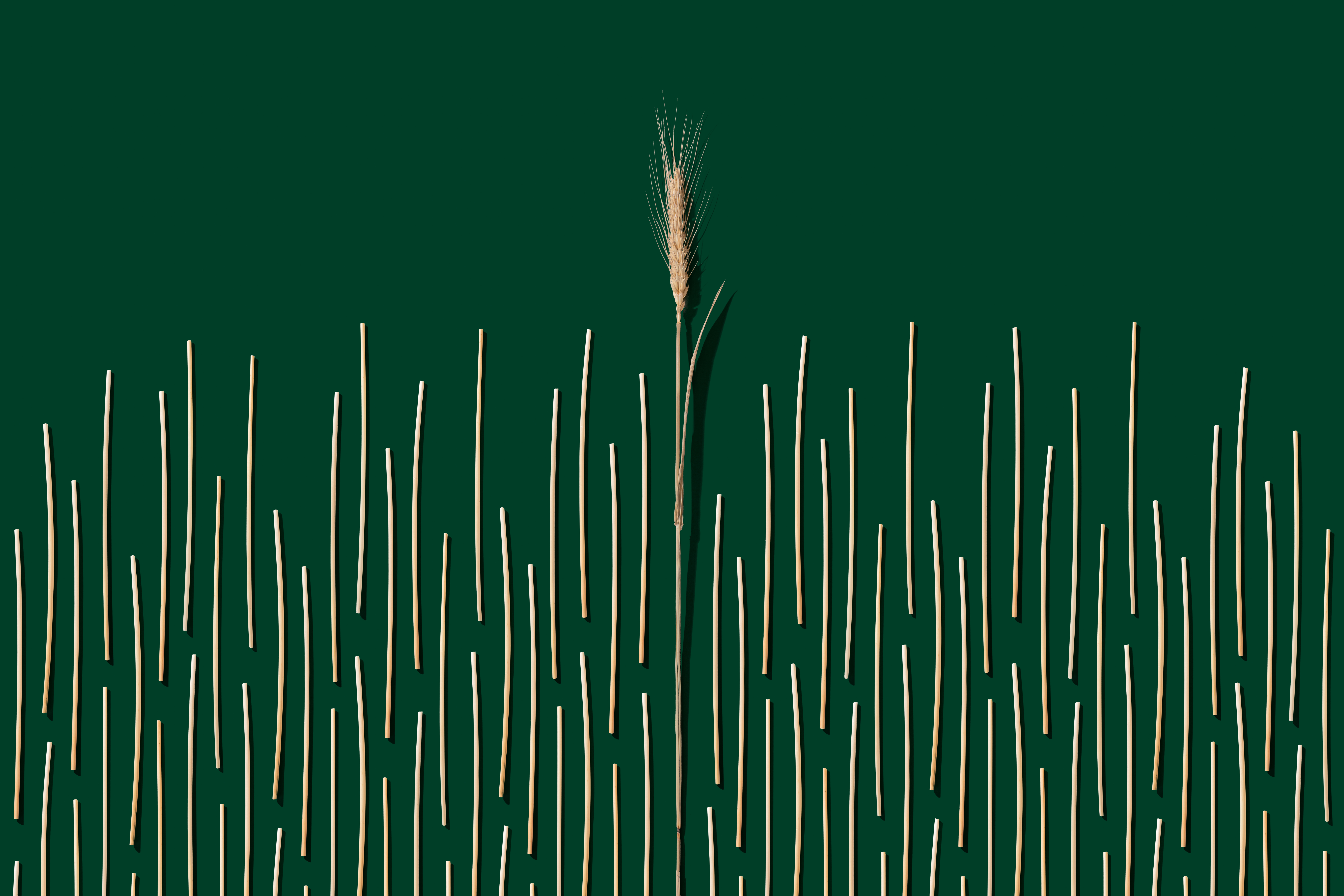 biodegradable-organic-drinking-straws-made-of-wheat-straws-on-dark-green-background-environmental-conservation-zero-waste-and-upcycling-concept biodegradable-organic-drinking-straws-made-of-wheat-straws-on-dark-green-background-environmental-conservation-zero-waste-and-upcycling-concept