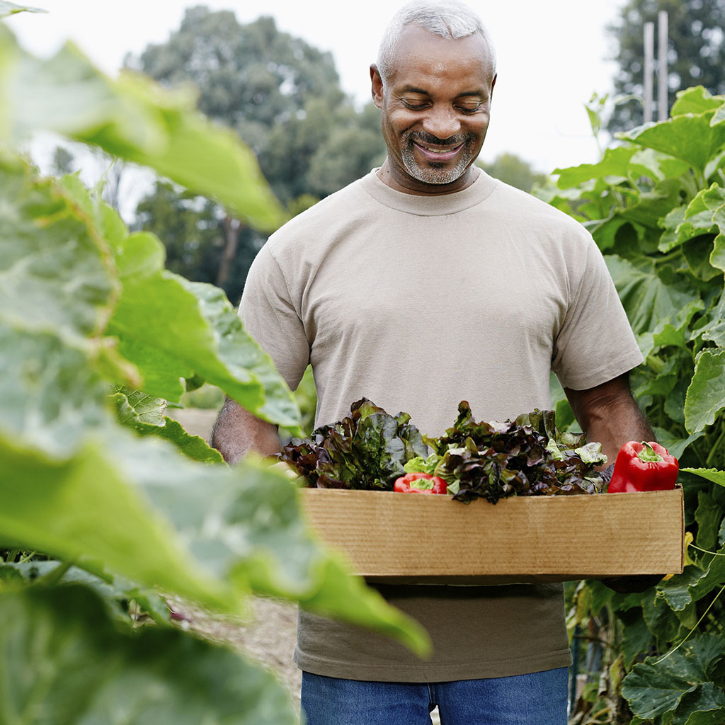 man in beige t-shirt, holding a brown wooden box filled with lettuce and red peppers, walking through a garden. man in beige t-shirt, holding a brown wooden box filled with lettuce and red peppers, walking through a garden.